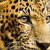 Leoparda